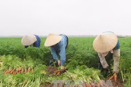 Hai Duong province calls for investment in agriculture