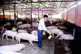 Vietnam confronts pig farming surplus