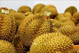 Vietnamese durians for export to China (Photo: VNA)