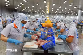 Processing Tra fish for export (Photo: VNA)