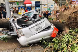 A car crushed by fallen tree in front of HH Building, Linh Dam urban area, Hanoi (Photo: VNA)