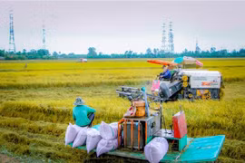 Rice harvest in the Mekong Delta city of Can Tho. (Photo: VNA)