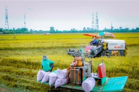 Rice harvest in the Mekong Delta city of Can Tho. (Photo: VNA)