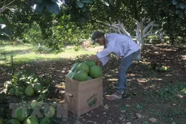 Four pomelo planting areas in Ba Ria-Vung Tau licensed to export pomelo to US