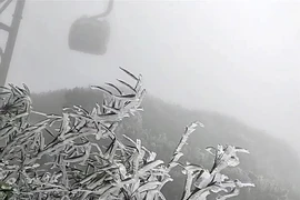 Frost covers Fansipan peak in mid-spring