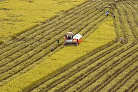 Mekong Delta steering committee for agriculture, rural development established