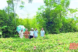 Thanh Hoa moves to develop agricultural specialties