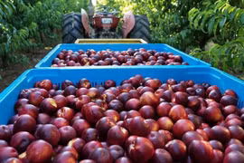 Australia to export peaches and nectarines to Vietnam 