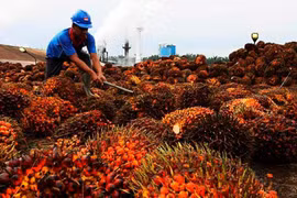 Indonesia imposes mandatory domestic sales for palm oil