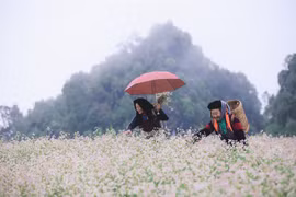 Buckwheat Flower Festival returns to Ha Giang in November