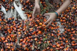 Indonesia to lift palm oil export ban from May 23