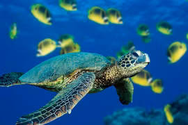 Workshop discusses restoration of endangered turtle populations in Vietnam