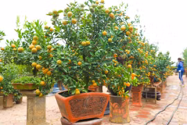 Tu Lien kumquat trees popular ahead of Tet