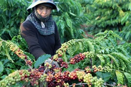Over 1,600 Vietnamese products licensed for export to China