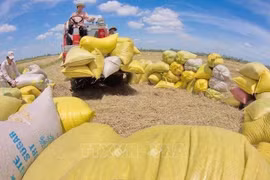 EU remains highly potential importer of Vietnamese rice
