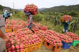 Vietnam to diversify dragon fruit markets
