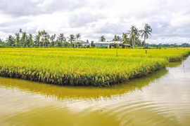 Shrimp-rice farms to be expanded to 200,000 hectares in 2022