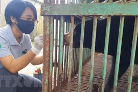 Last captive bear in Binh Phuoc transferred to rescue centre