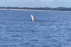 Whale spotted off northern coast