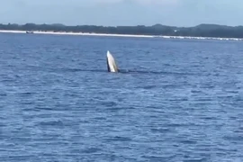 Whale spotted off northern coast