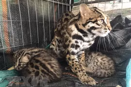 Ninh Binh’s national park receives five rare wild cats
