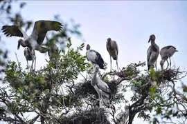 WWF commends Vietnam’s biodiversity conservation