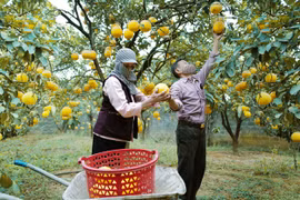 Vietnam's agricultural produce to China fully traceable