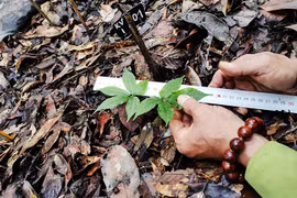 Rare Vietnamese ginseng successfully cultivated in Khanh Hoa