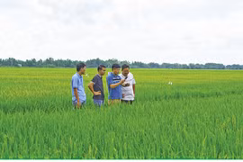 Vietnam-Japan joint venture to expand rice cultivation for exports to Europe