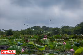 Project aims at increasing forest coverage in Lang Sen Wetland Reserve