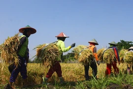 Indonesia to export 200,000 tonnes of rice next month