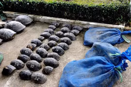Cross-border wildlife trafficking discovered in An Giang