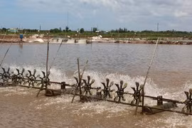 Bac Lieu to grant production codes for shrimp farms