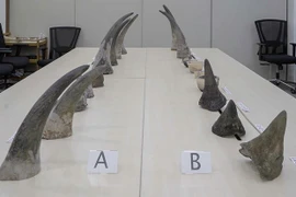 Singapore makes biggest seizure of rhino horns