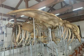 Two sets of 300-year-old whale skeleton restored