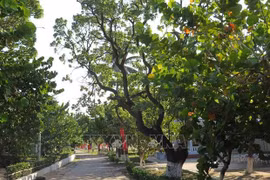 Ben Tre province donates 15,000 seedlings to Truong Sa island district