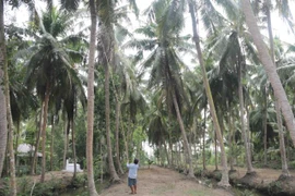 Tra Vinh to improve value for coconuts, meet export requirements