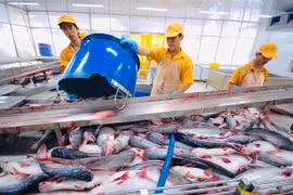 Pangasius exports to US enjoy record prices