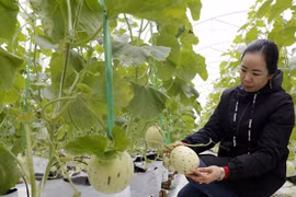 Hi-tech agricultural zone to be set up in Quang Ninh