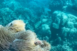 Dive tourism suspension planned to protect coral reefs in Nha Trang Bay