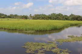 Bac Lieu expands growing rice to organic standards