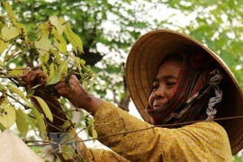 Vietnam remains top global peppercorn exporter