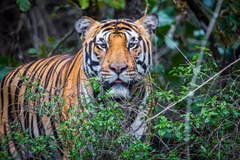 Legal foundations sought for tiger conservation in Vietnam