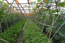 Bac Giang works to improve value of agricultural sector