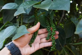 Cambodia’s peppercorn exports drop due to falling demand