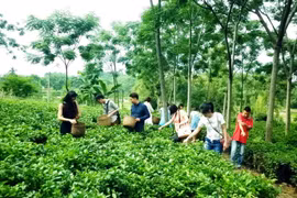 Hanoi wakens agritourism potential