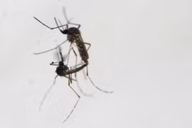 Philippines records 319 dengue deaths so far