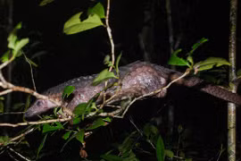 Two endangered animals handed over to national park