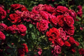 Prices of Da Lat roses surge 2-3 folds prior to Valentine’s Day 