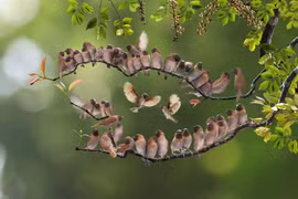 Vietnamese photographer wins prizes at Spring Clicks 2022